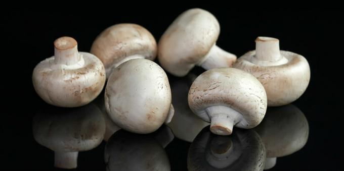 الفطر - فطر mushroomy