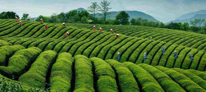 مزرعة - الشاي الزرقاء مزرعة