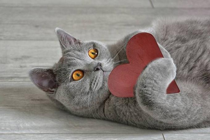 15 حقائق عن القطط التي تجعلها أكثر حتى الحب