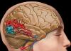 5 وصفات لتنظيف الدماغية