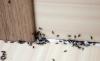كيف بسرعة والتخلص نهائيا من النمل في المنزل