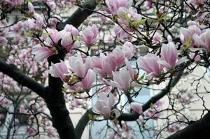 سياحة الزهور: حيث يمكنك مشاهدة زهور الربيع في أوكرانيا