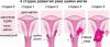 7 علامات سرطان عنق الرحم، والتي غالبا ما تتجاهل النساء
